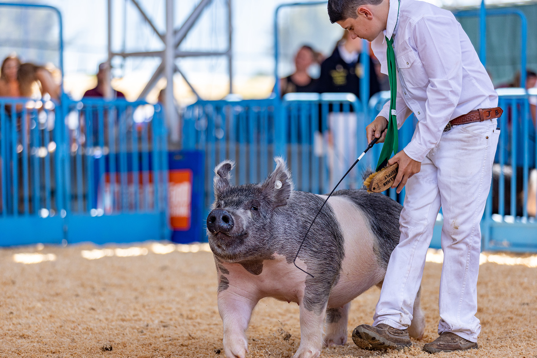 young person showing livestock